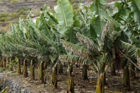 Muz seralarında verim rekoru ! 